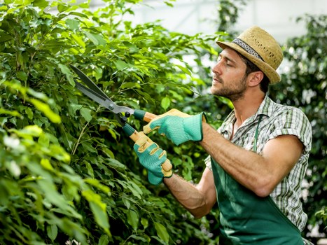 Sustainable tree care practices